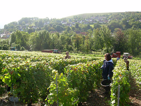 Weinberge