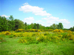 Kleinraschützer Heide