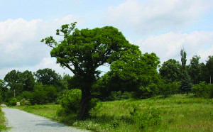 Königsbrücker Heide