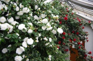 Kamelienblüte in Königsbrück Kamelienblüte in Königsbrück
