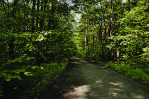 Mokrzański-Wald in Niederschlesien Mokrzański-Wald in Niederschlesien