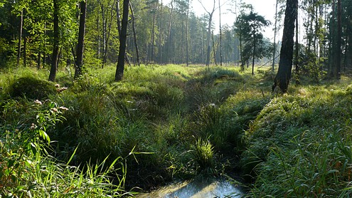 Urwald bei Trzebinia Urwald bei Trzebinia